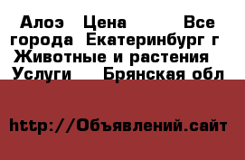 Алоэ › Цена ­ 150 - Все города, Екатеринбург г. Животные и растения » Услуги   . Брянская обл.